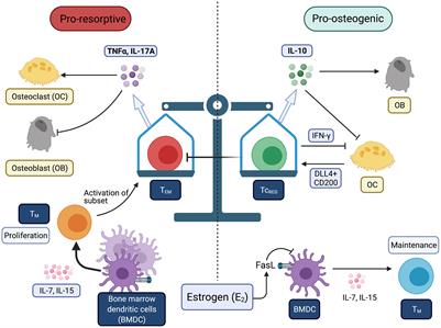 T-Cell Mediated Inflammation in Postmenopausal Osteoporosis